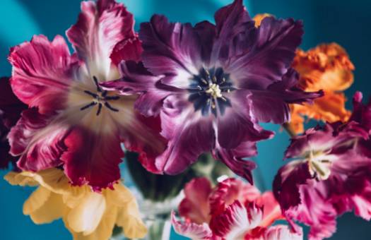 DIY Pink Anthurium Arrangements: Erhöhe dein Zuhause mit tropischer Eleganz